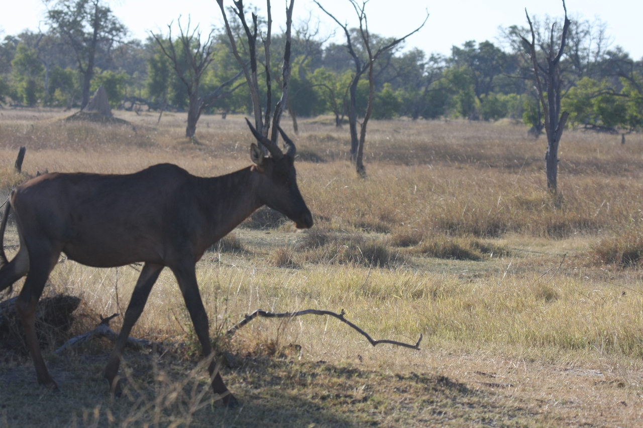 [19978] 2016_06_28_10_22_29_Africa_Canon_EOS_40D_IMG__10557.jpg