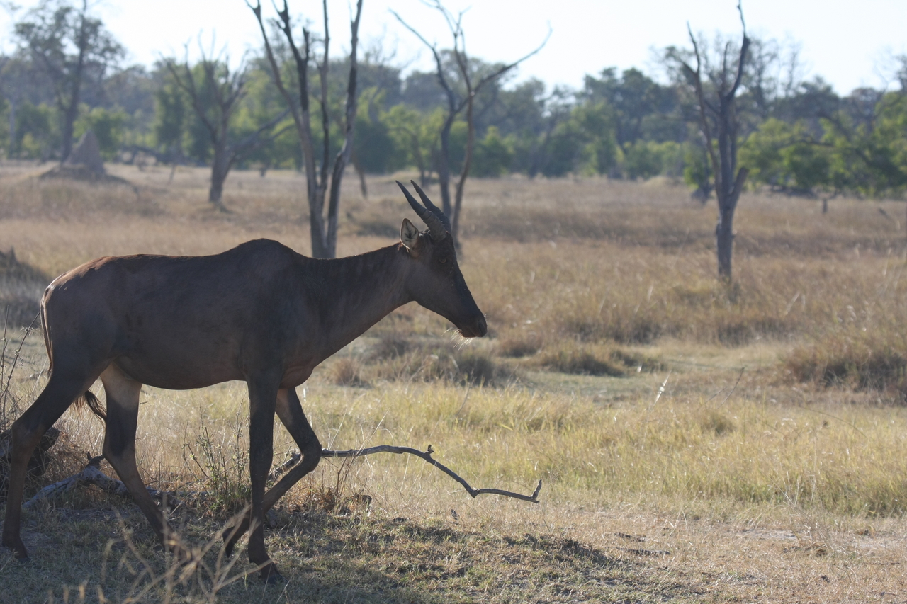 [19979] 2016_06_28_10_22_29_Africa_Canon_EOS_40D_IMG__10559.jpg