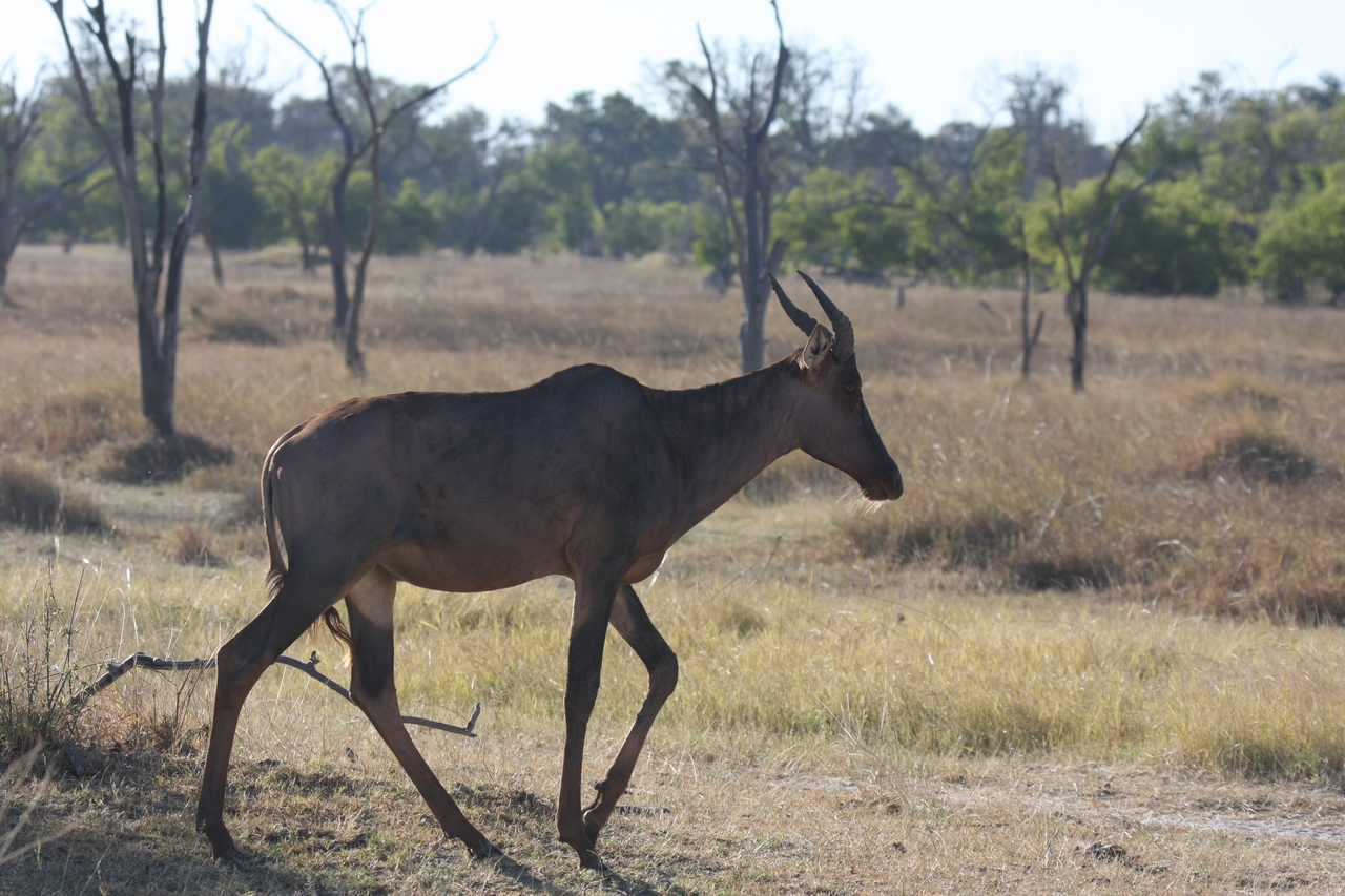 [19984] 2016_06_28_10_22_31_Africa_Canon_EOS_40D_IMG__03114.jpg