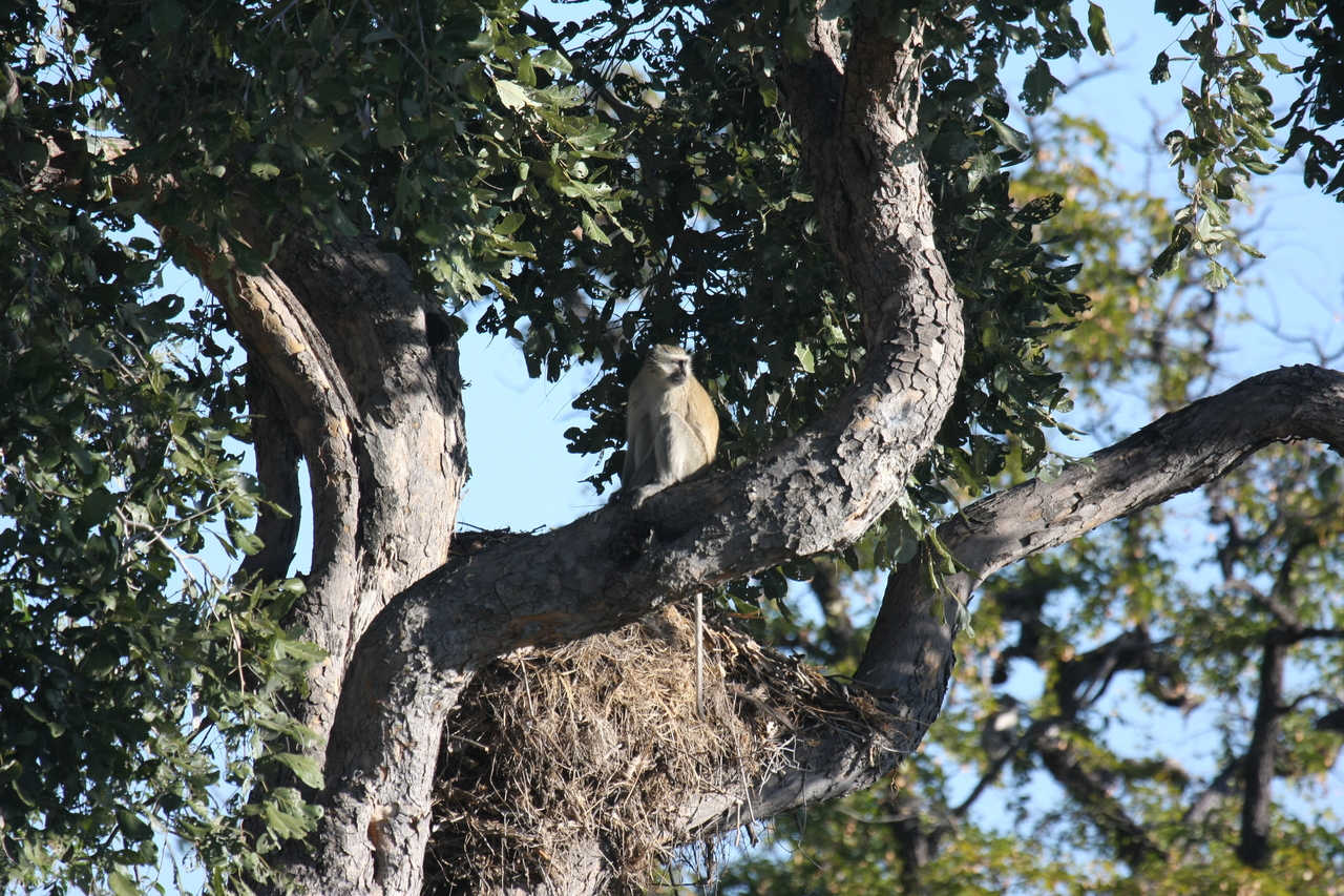 [20002] 2016_06_28_10_28_11_Africa_Canon_EOS_40D_IMG__10566.jpg