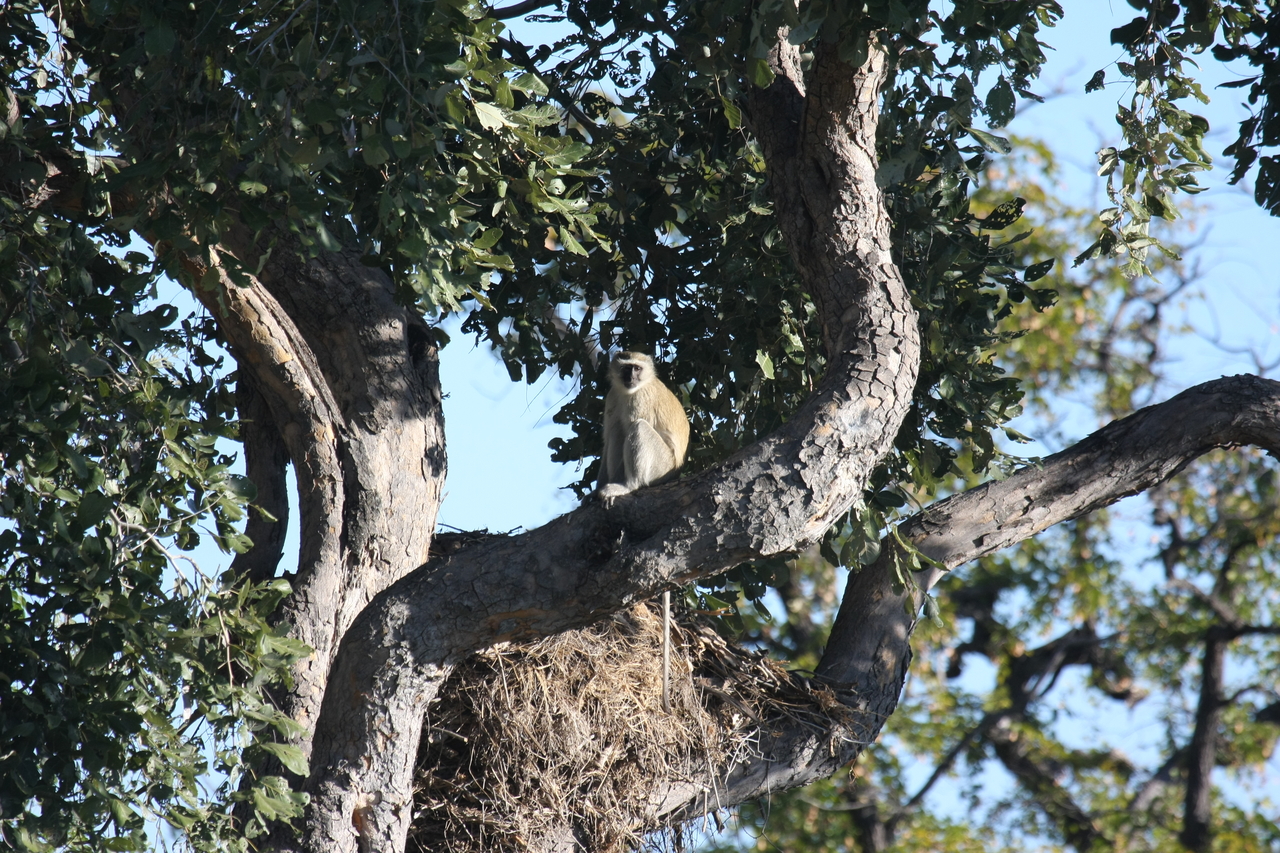 [20010] 2016_06_28_10_28_23_Africa_Canon_EOS_40D_IMG__10568.jpg