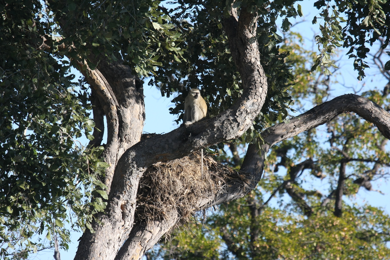 [20020] 2016_06_28_10_28_36_Africa_Canon_EOS_40D_IMG__10573.jpg