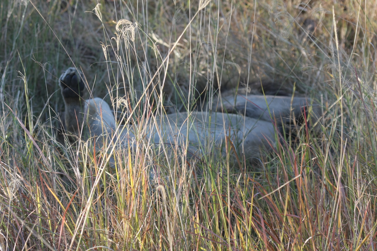 [20038] 2016_06_28_10_49_18_Africa_Canon_EOS_40D_IMG__00741.jpg