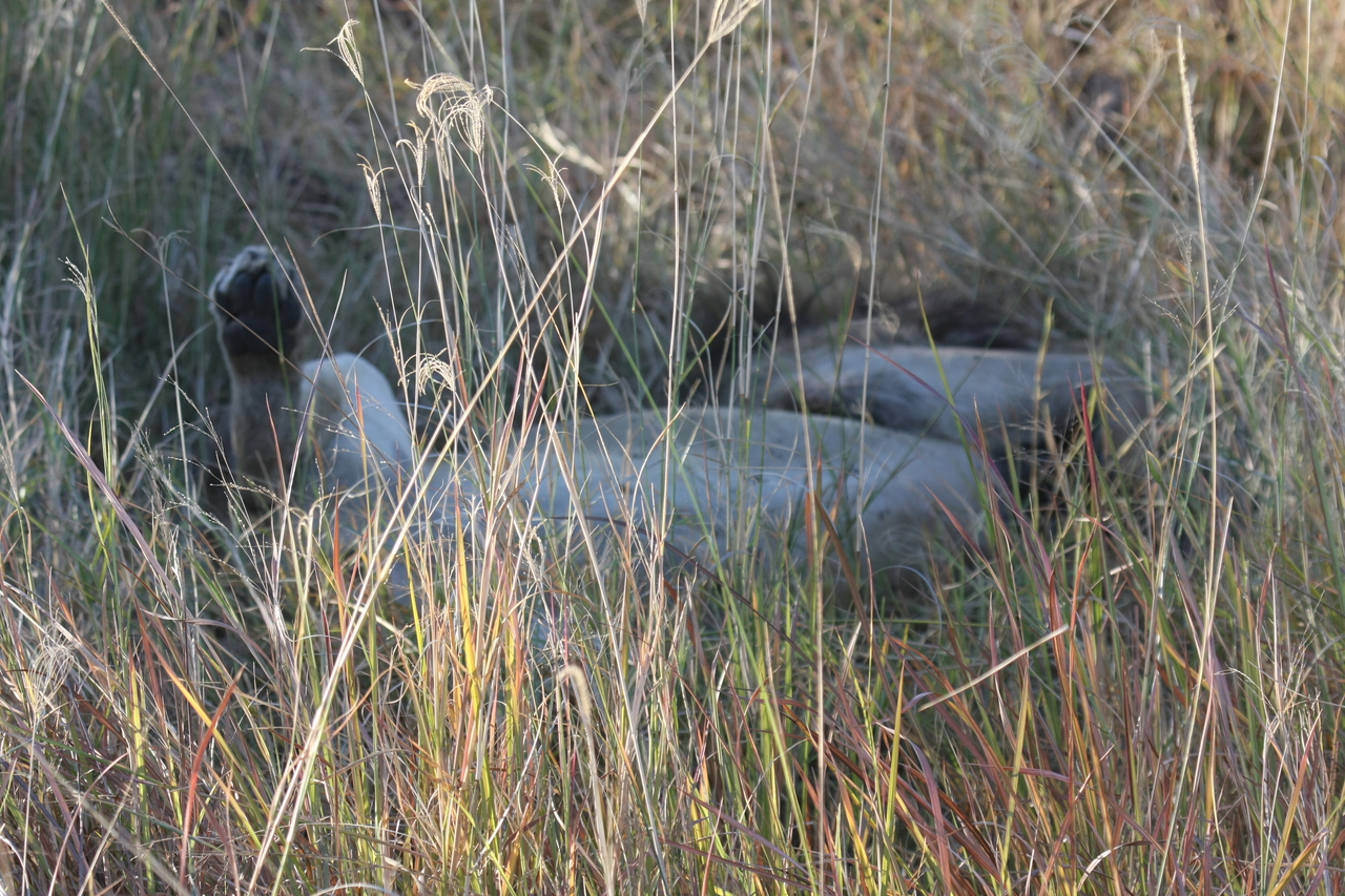 [20041] 2016_06_28_10_49_18_Africa_Canon_EOS_40D_IMG__03129.jpg