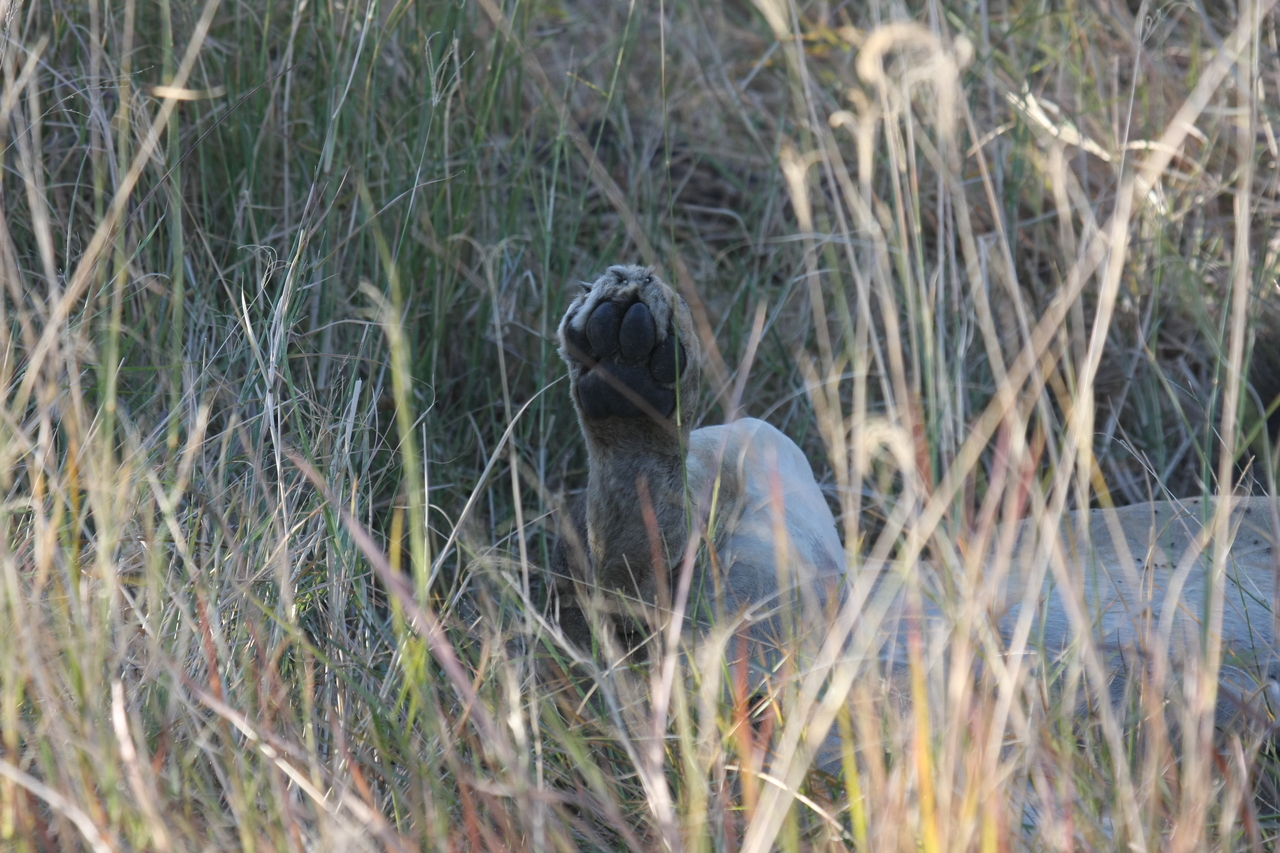 [20045] 2016_06_28_10_49_22_Africa_Canon_EOS_40D_IMG__03130.jpg