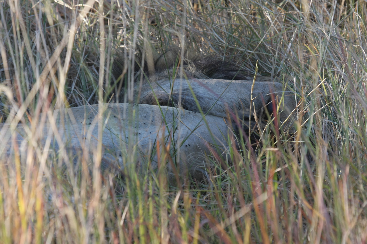 [20053] 2016_06_28_10_49_26_Africa_Canon_EOS_40D_IMG__03134.jpg