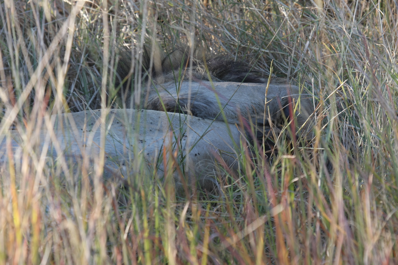 [20054] 2016_06_28_10_49_26_Africa_Canon_EOS_40D_IMG__10579.jpg