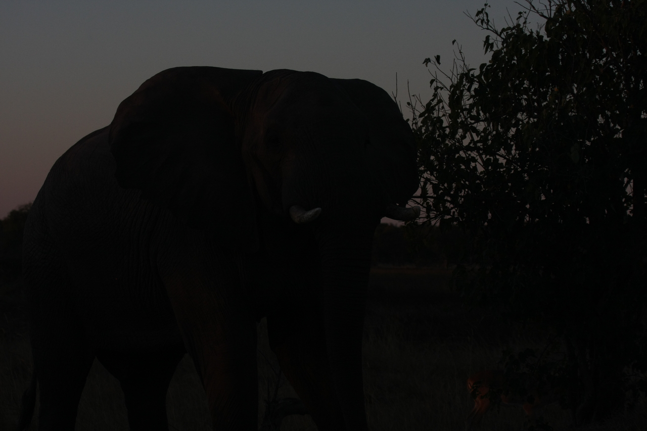 [20099] 2016_06_28_11_51_28_Africa_Canon_EOS_40D_IMG__03135.jpg