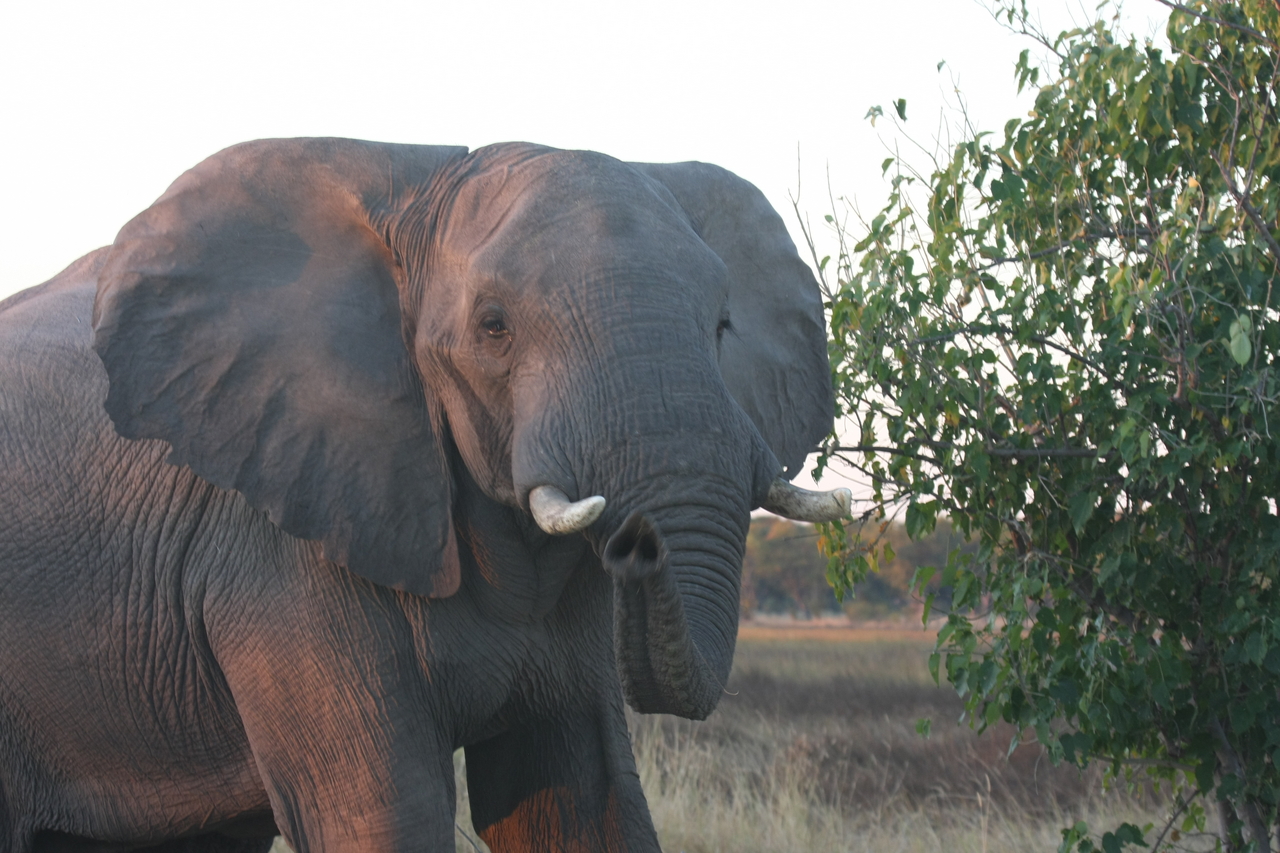 [20103] 2016_06_28_11_51_35_Africa_Canon_EOS_40D_IMG__00750.jpg