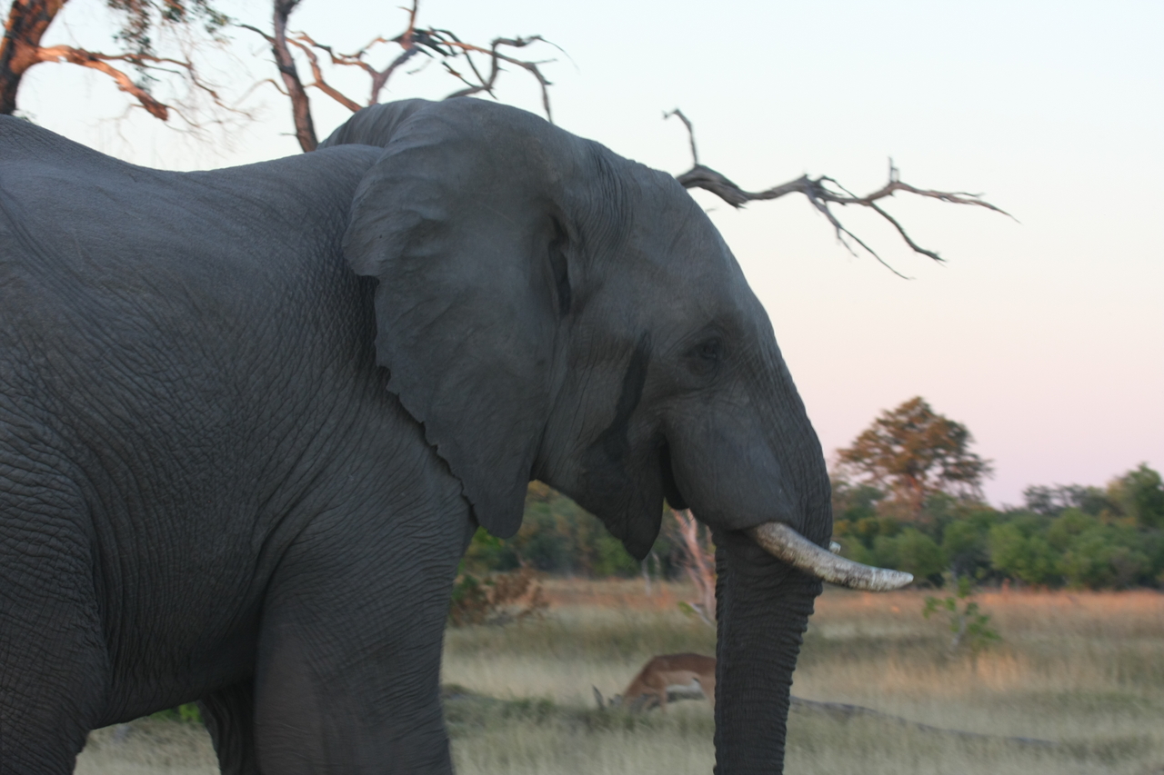 [20121] 2016_06_28_11_52_33_Africa_Canon_EOS_40D_IMG__03141.jpg