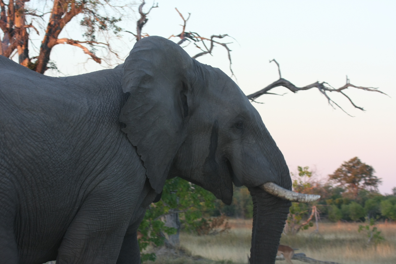 [20122] 2016_06_28_11_52_33_Africa_Canon_EOS_40D_IMG__10587.jpg