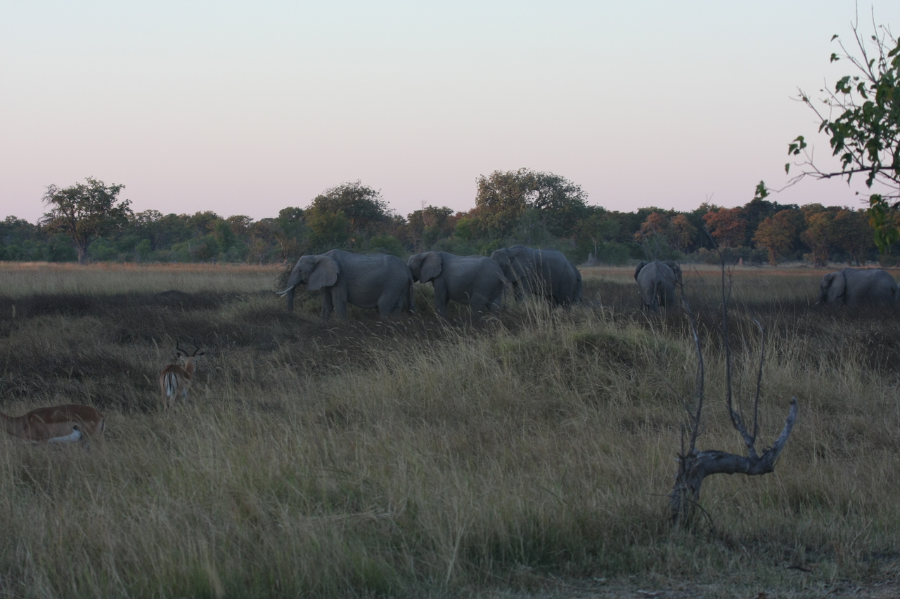[20129] 2016_06_28_11_52_42_Africa_Canon_EOS_40D_IMG__10590.jpg