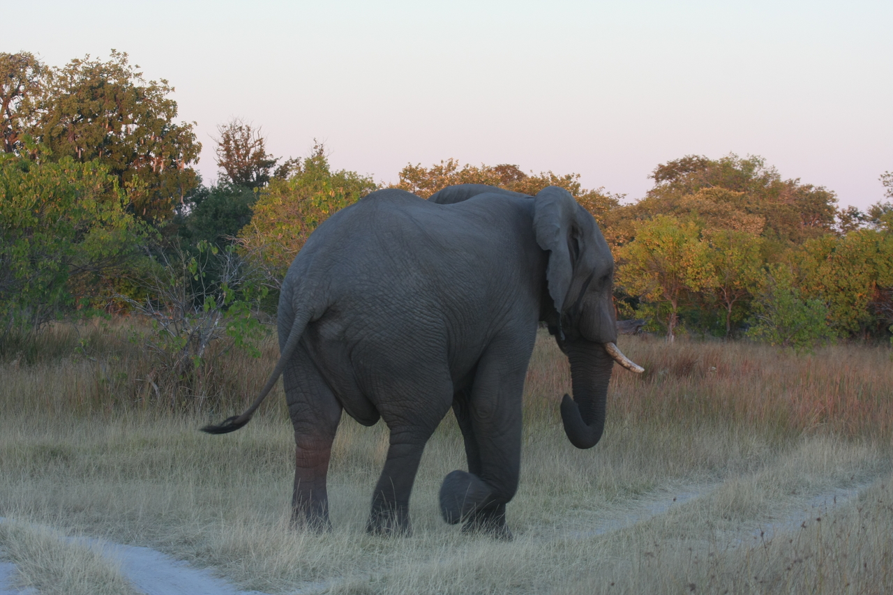 [20136] 2016_06_28_11_52_53_Africa_Canon_EOS_40D_IMG__00760.jpg