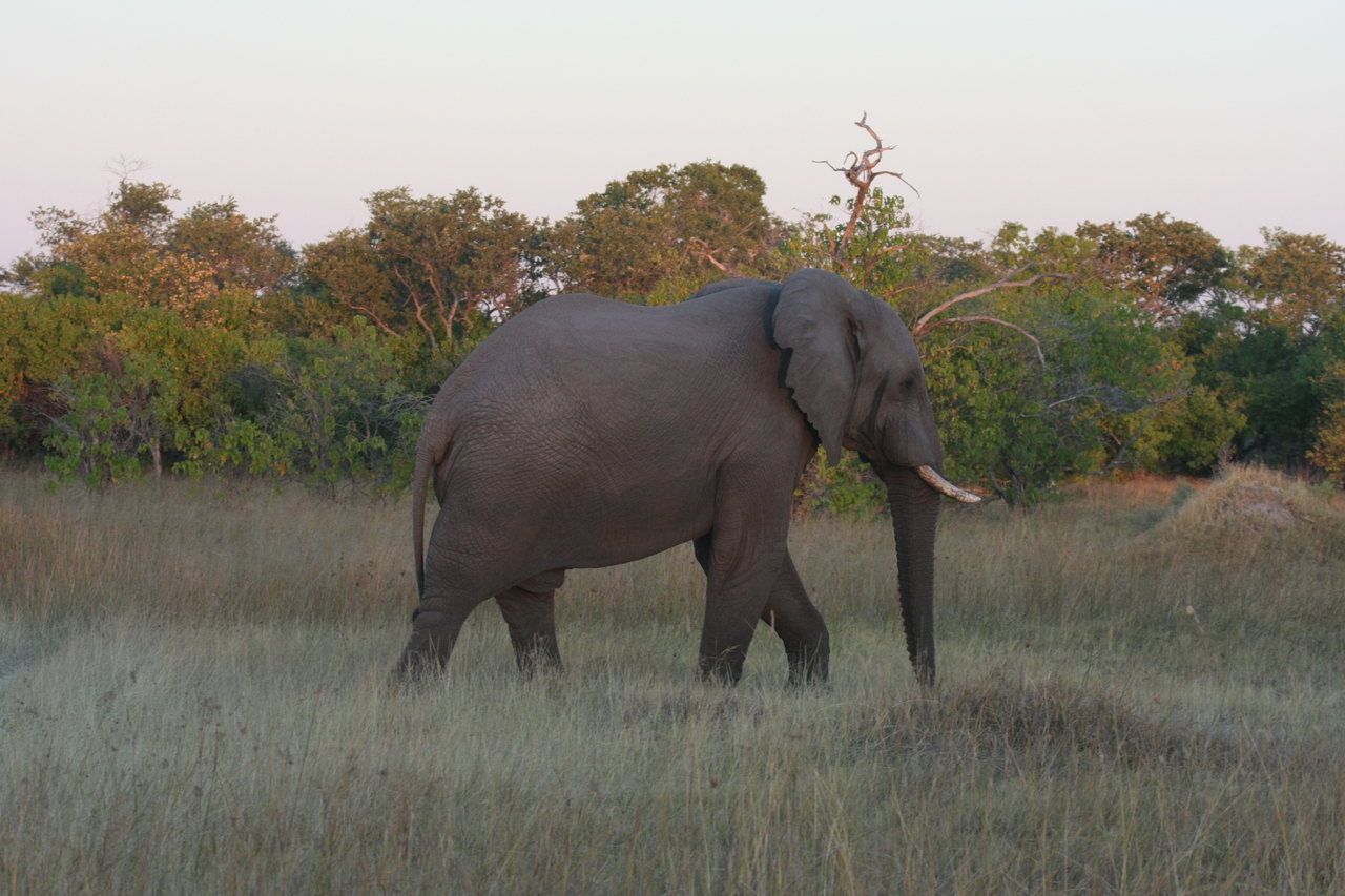 [20140] 2016_06_28_11_53_01_Africa_Canon_EOS_40D_IMG__03148.jpg