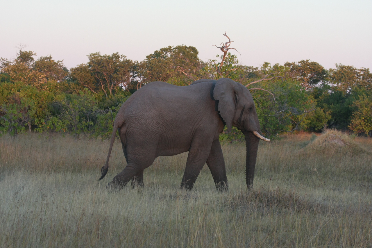 [20144] 2016_06_28_11_53_02_Africa_Canon_EOS_40D_IMG__10596.jpg