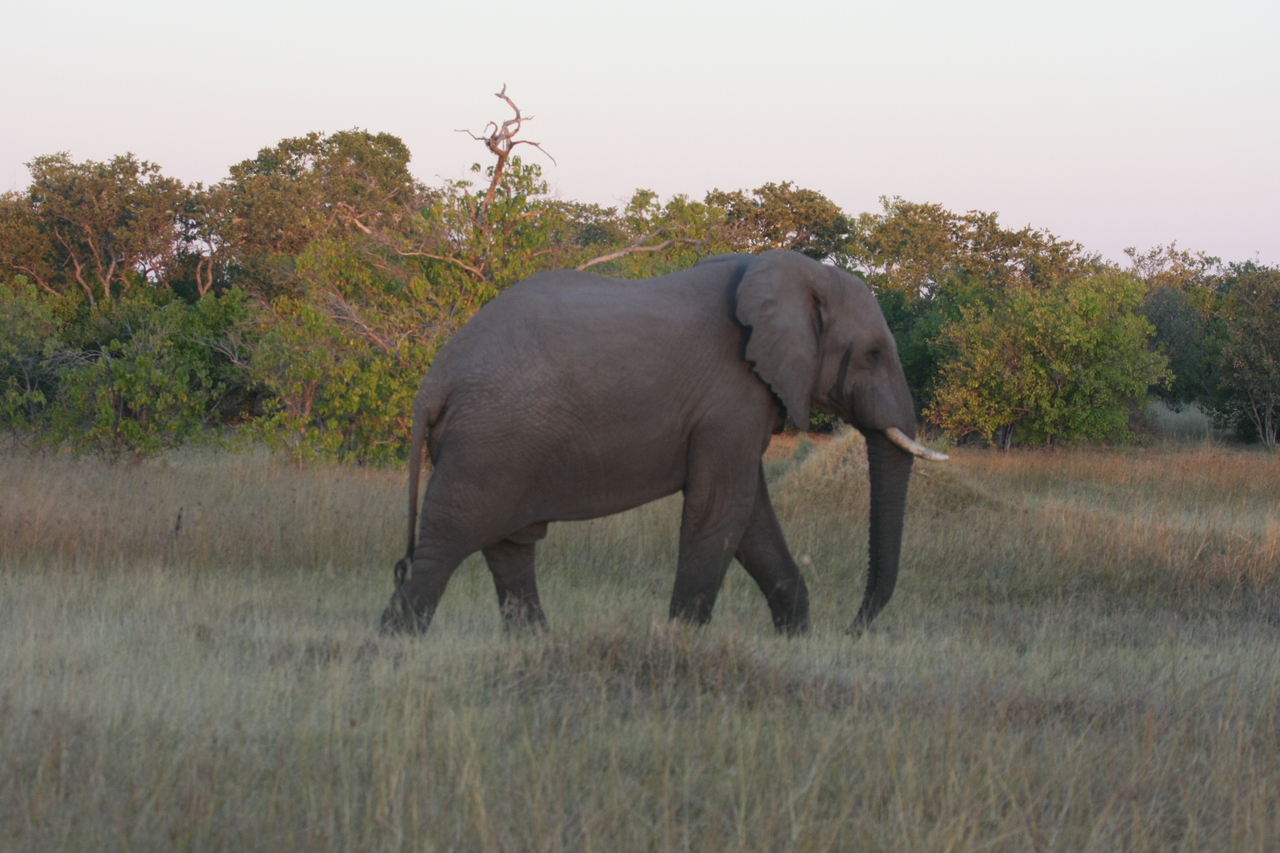 [20147] 2016_06_28_11_53_04_Africa_Canon_EOS_40D_IMG__03150.jpg