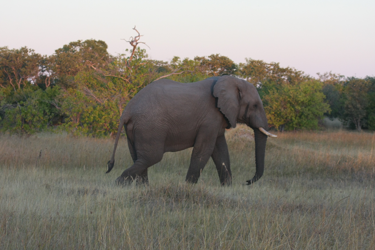 [20148] 2016_06_28_11_53_04_Africa_Canon_EOS_40D_IMG__03151.jpg