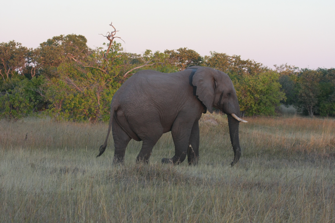 [20151] 2016_06_28_11_53_05_Africa_Canon_EOS_40D_IMG__00765.jpg