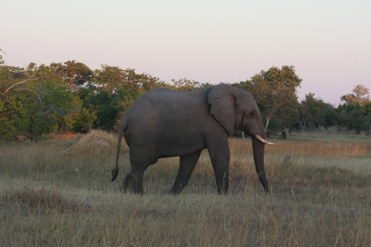 [20157] 2016_06_28_11_53_09_Africa_Canon_EOS_40D_IMG__00767.jpg