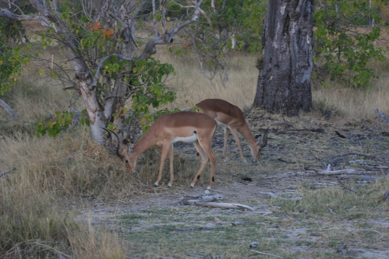 [20195] 2016_06_28_11_54_30_Africa_Canon_EOS_40D_IMG__10616.jpg