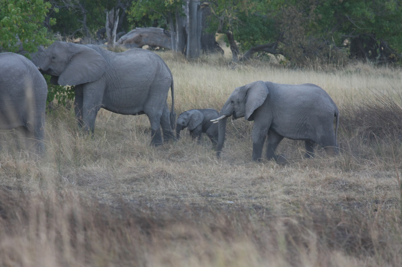 [20219] 2016_06_28_11_55_33_Africa_Canon_EOS_40D_IMG__03172.jpg