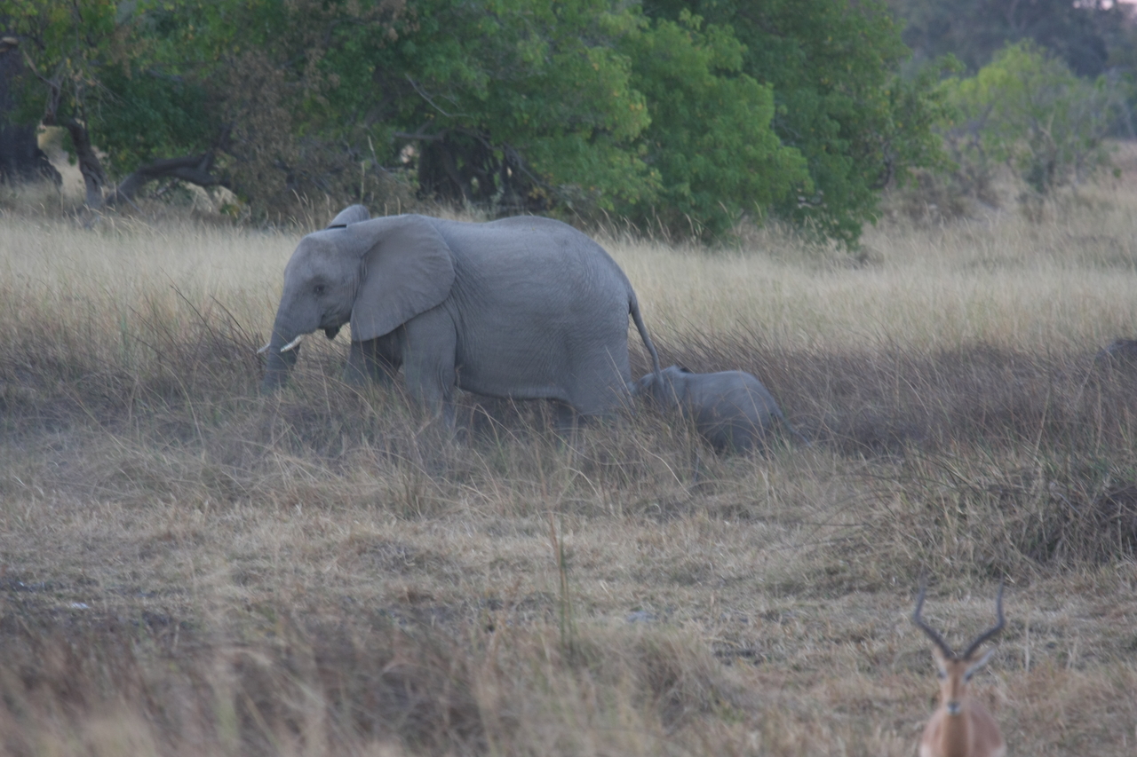 [20222] 2016_06_28_11_55_47_Africa_Canon_EOS_40D_IMG__03173.jpg