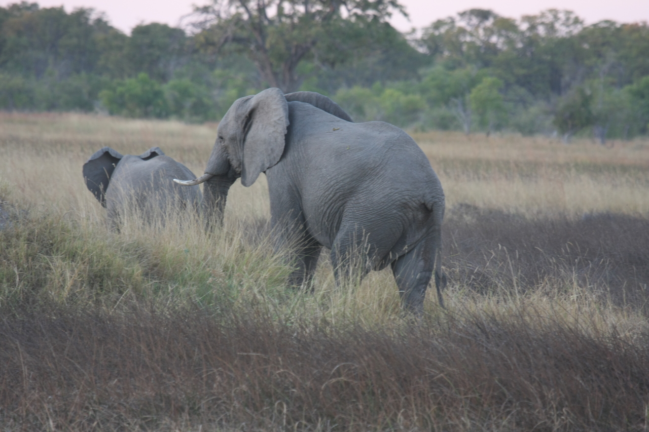 [20242] 2016_06_28_11_56_20_Africa_Canon_EOS_40D_IMG__03180.jpg