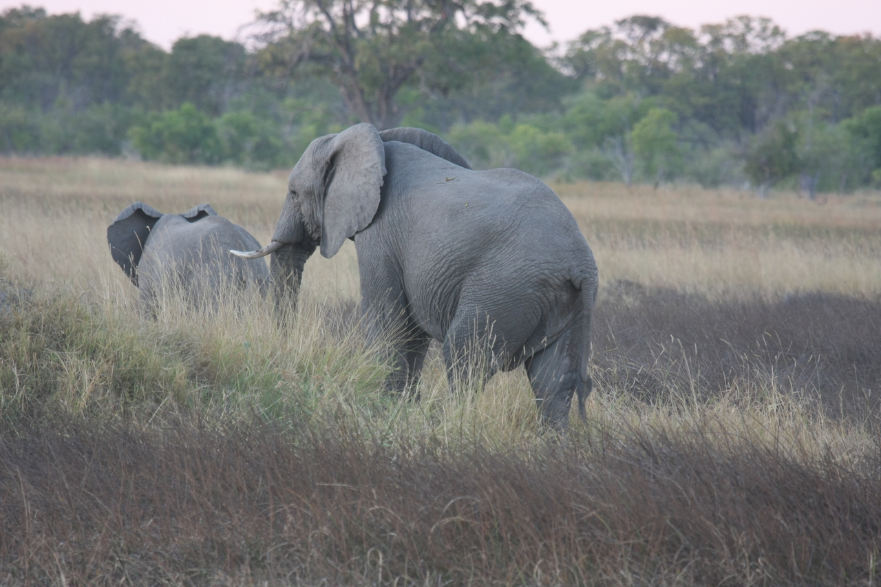 [20243] 2016_06_28_11_56_20_Africa_Canon_EOS_40D_IMG__03181.jpg