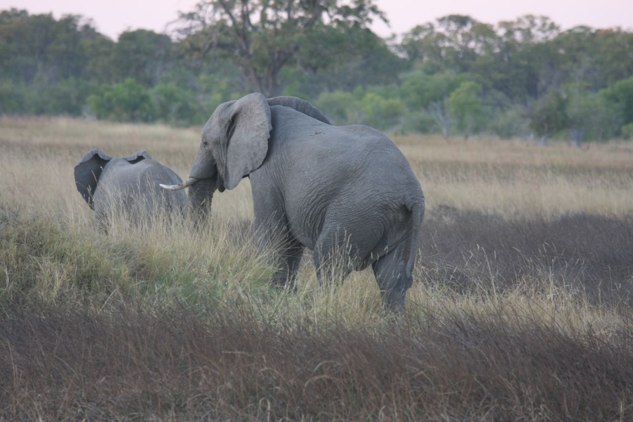 [20244] 2016_06_28_11_56_20_Africa_Canon_EOS_40D_IMG__03182.jpg