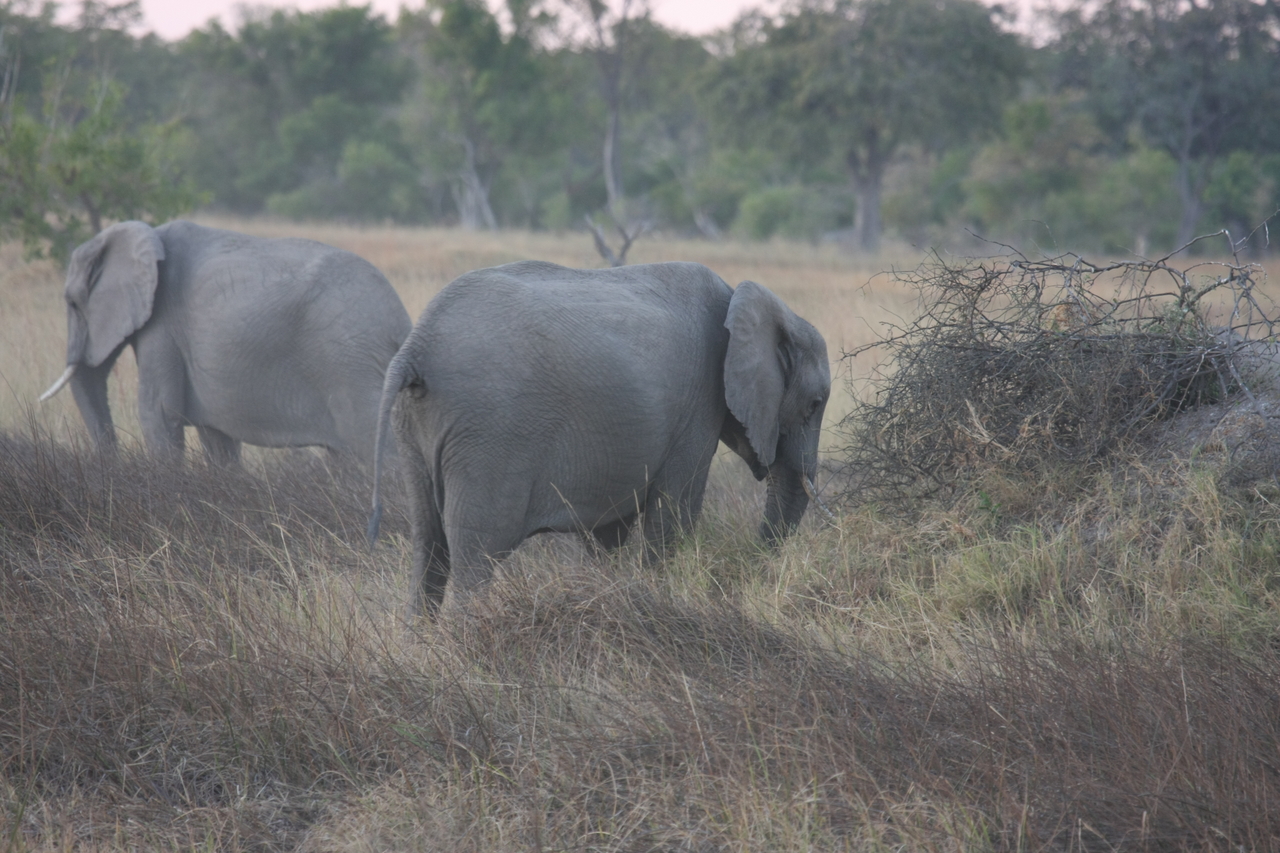 [20249] 2016_06_28_11_56_30_Africa_Canon_EOS_40D_IMG__00797.jpg