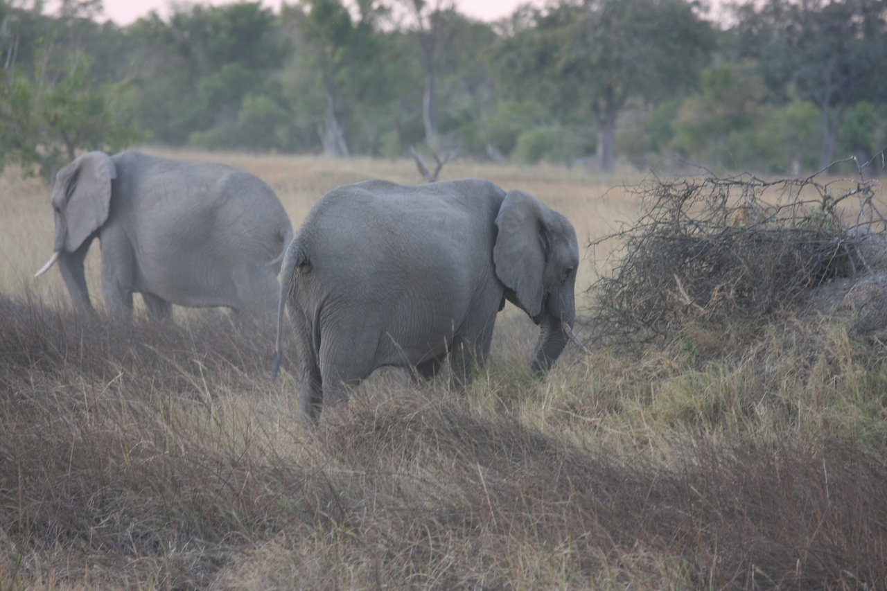 [20252] 2016_06_28_11_56_30_Africa_Canon_EOS_40D_IMG__10630.jpg