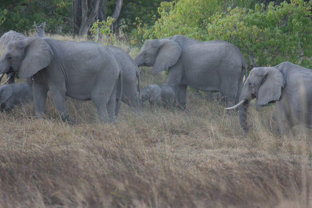 [20275] 2016_06_28_11_57_04_Africa_Canon_EOS_40D_IMG__10638.jpg
