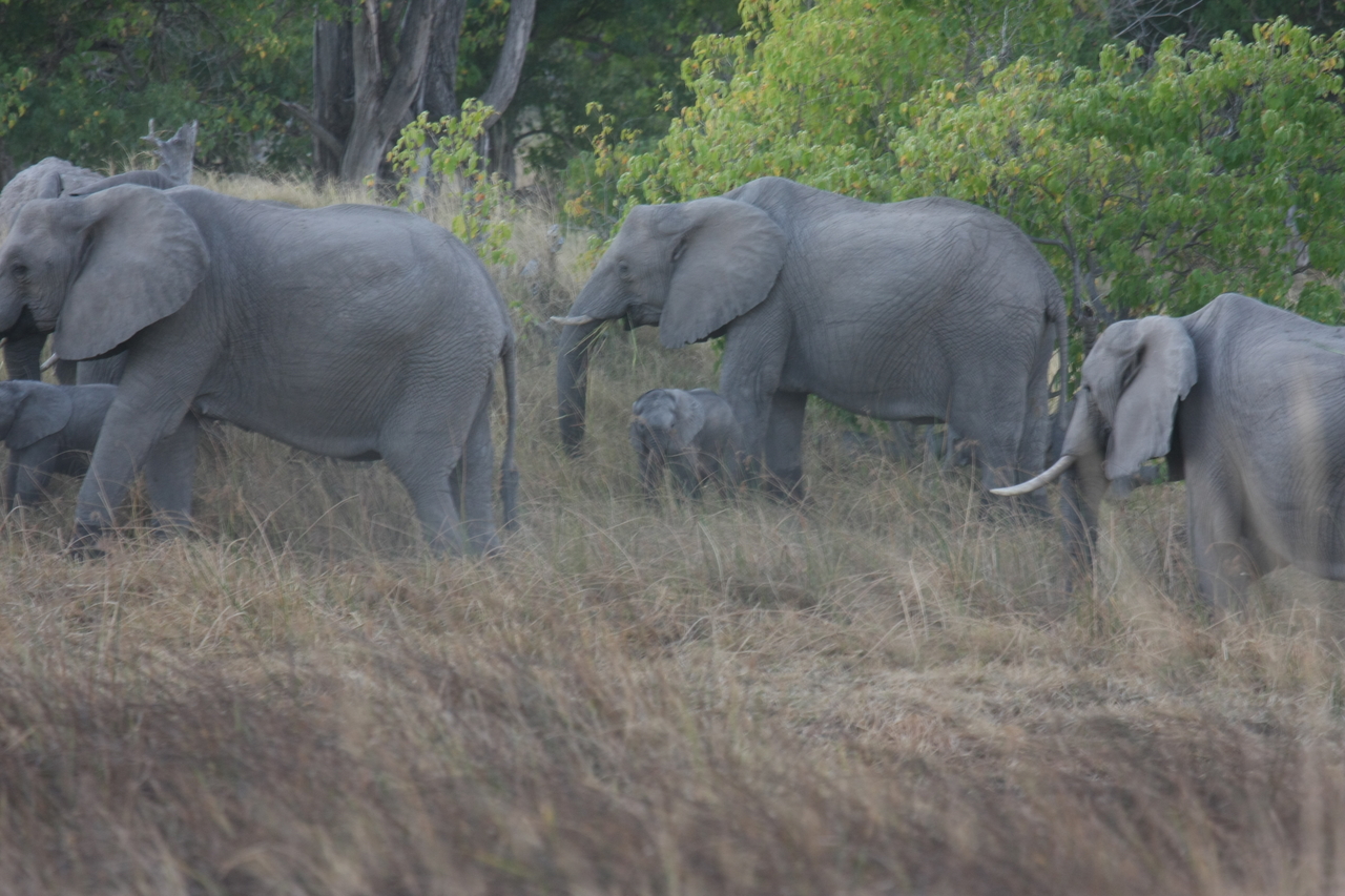 [20278] 2016_06_28_11_57_08_Africa_Canon_EOS_40D_IMG__00807.jpg