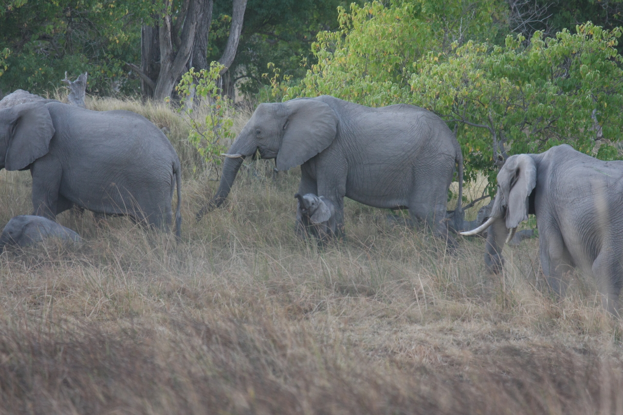 [20289] 2016_06_28_11_57_20_Africa_Canon_EOS_40D_IMG__00812.jpg