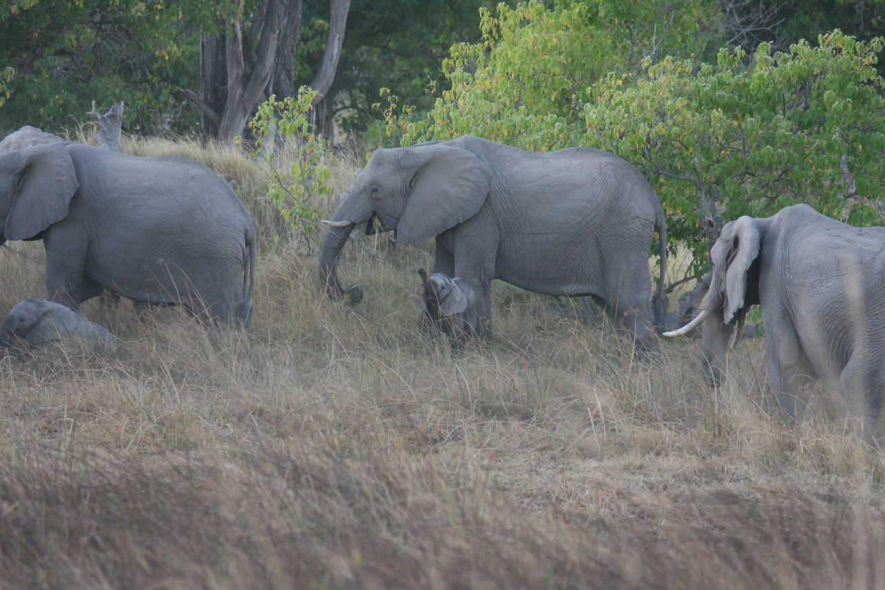 [20291] 2016_06_28_11_57_20_Africa_Canon_EOS_40D_IMG__03198.jpg