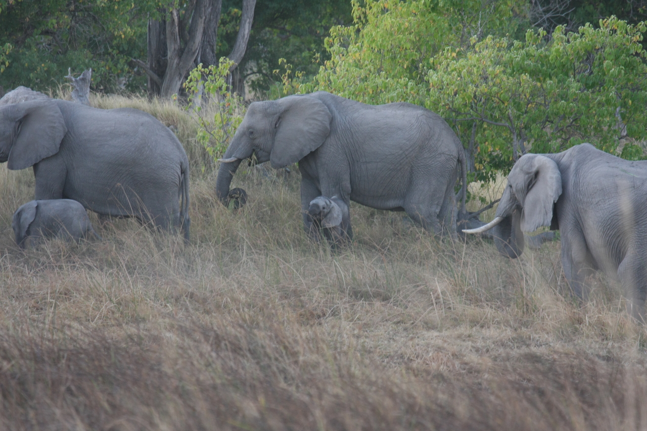 [20313] 2016_06_28_11_57_23_Africa_Canon_EOS_40D_IMG__10653.jpg