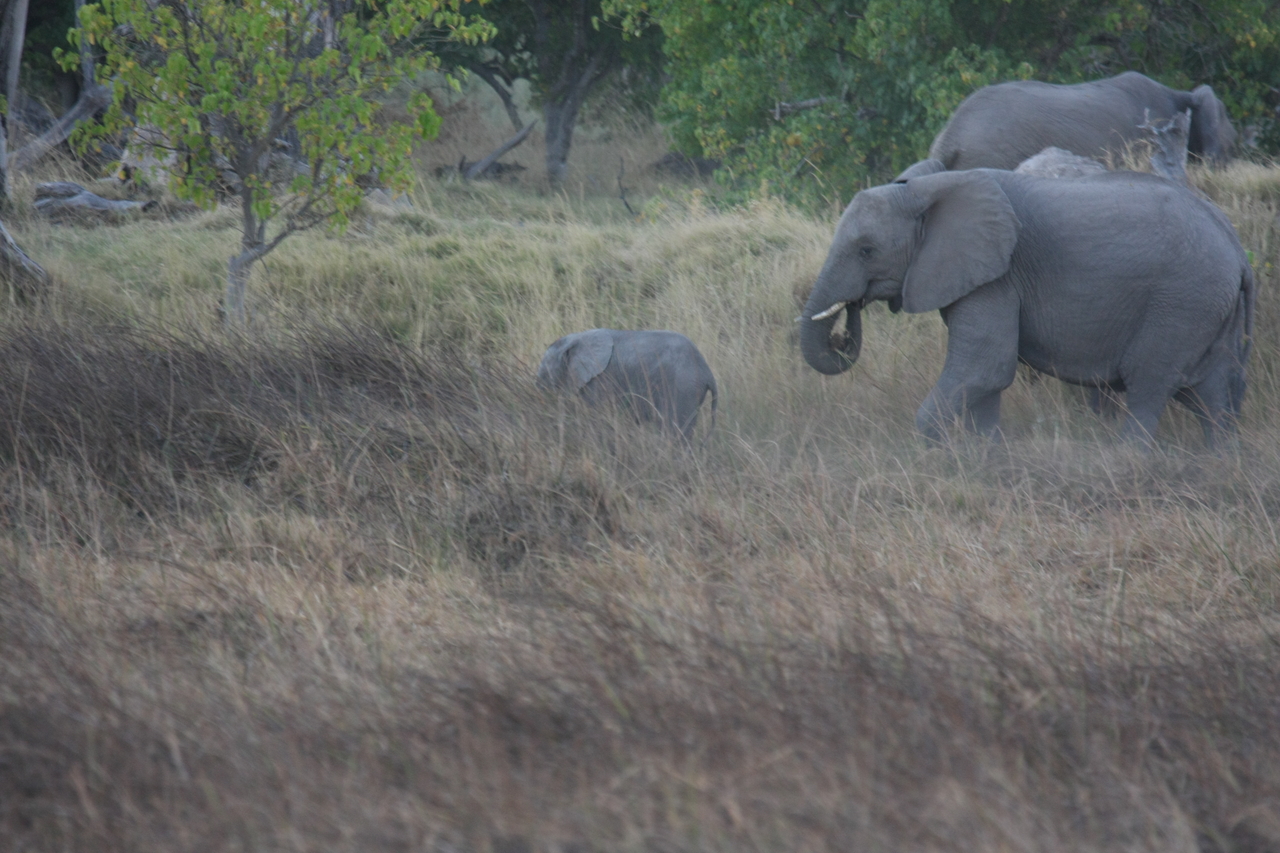 [20319] 2016_06_28_11_57_34_Africa_Canon_EOS_40D_IMG__03209.jpg