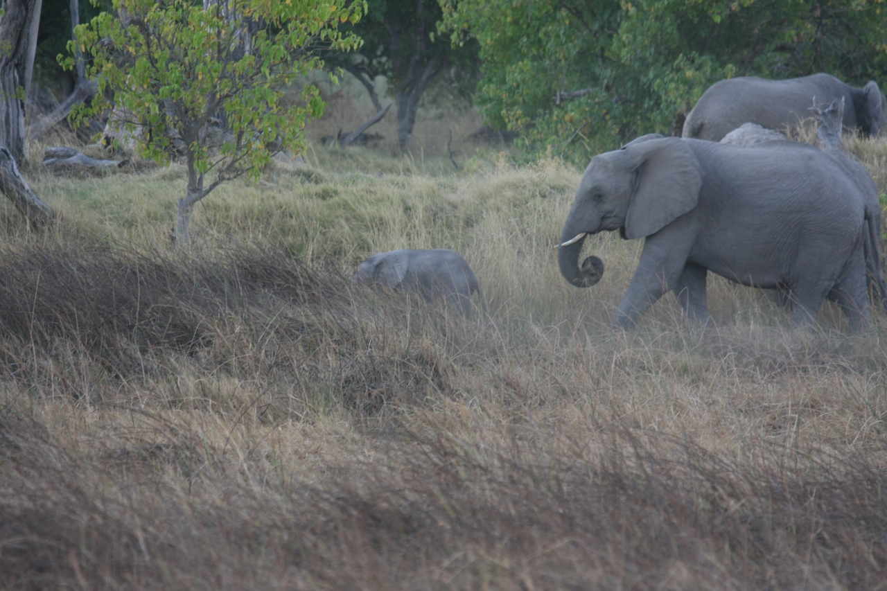[20325] 2016_06_28_11_57_35_Africa_Canon_EOS_40D_IMG__10657.jpg