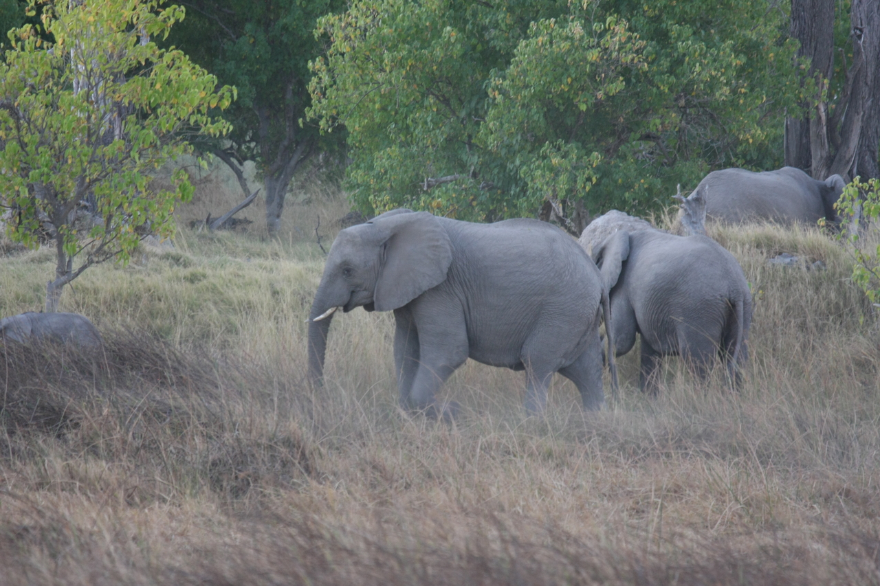 [20328] 2016_06_28_11_57_38_Africa_Canon_EOS_40D_IMG__10659.jpg