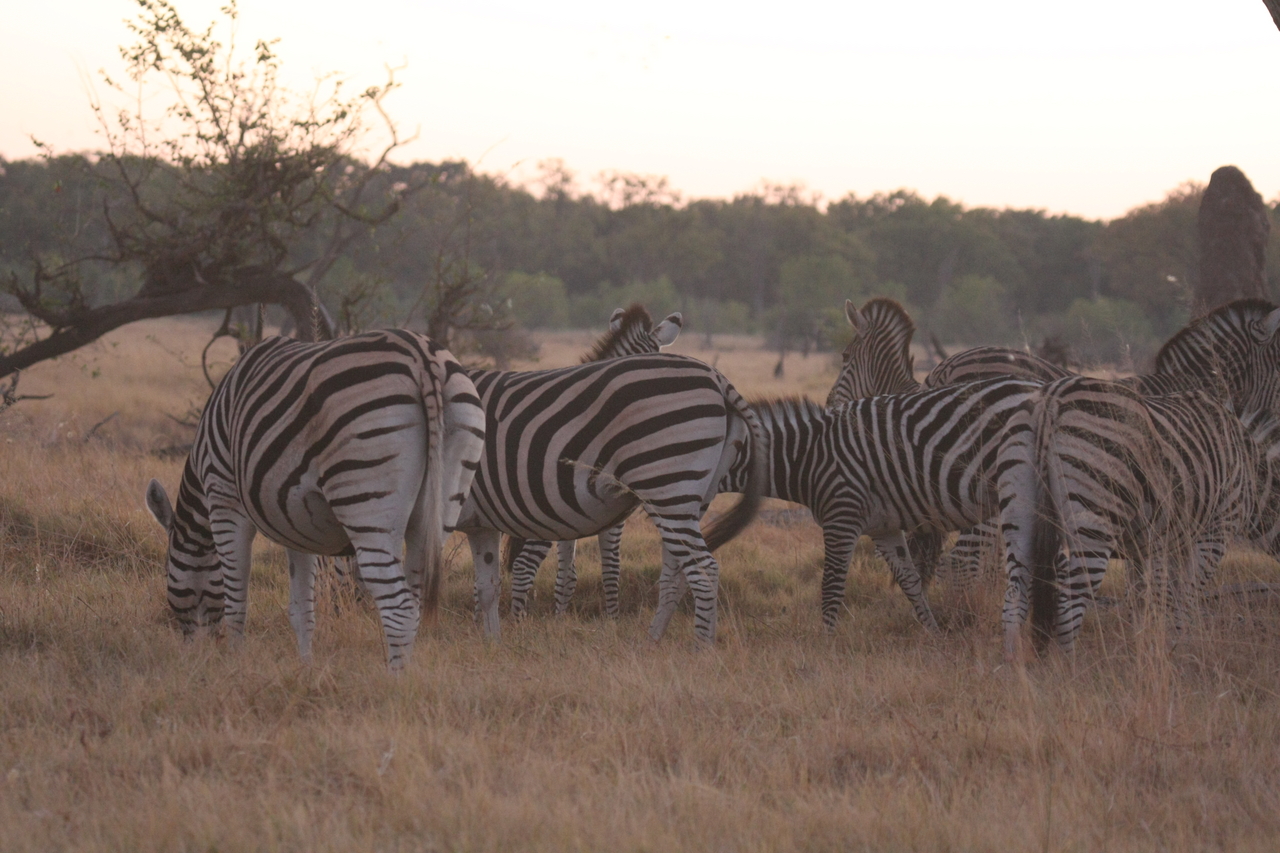 [20498] 2016_06_29_00_49_08_Africa_Canon_EOS_40D_IMG__03244.jpg