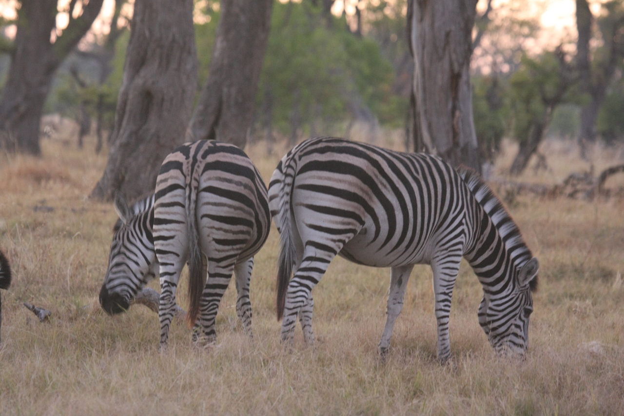 [20507] 2016_06_29_00_49_34_Africa_Canon_EOS_40D_IMG__00335.jpg