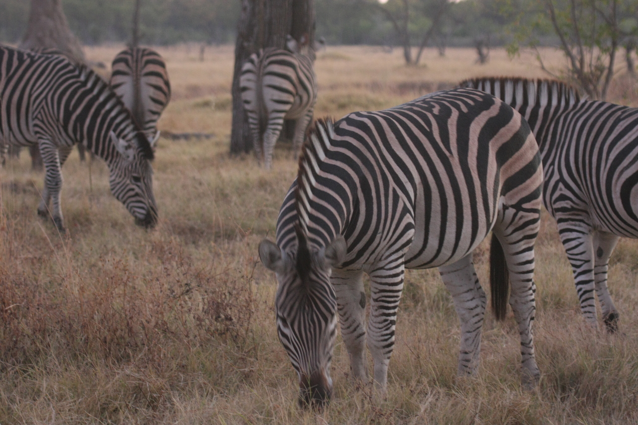 [20524] 2016_06_29_00_50_19_Africa_Canon_EOS_40D_IMG__03245.jpg