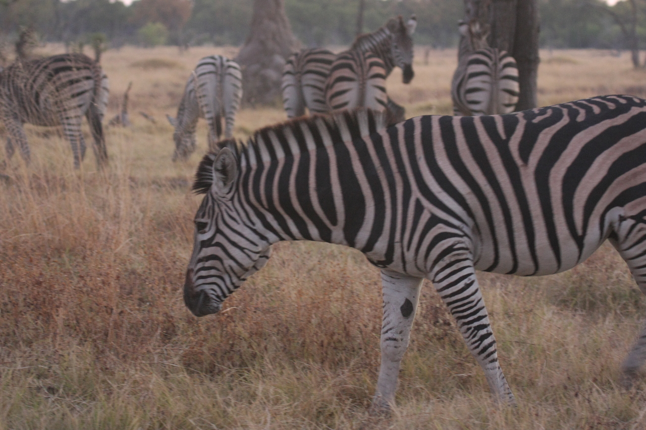 [20529] 2016_06_29_00_50_41_Africa_Canon_EOS_40D_IMG__00025.jpg