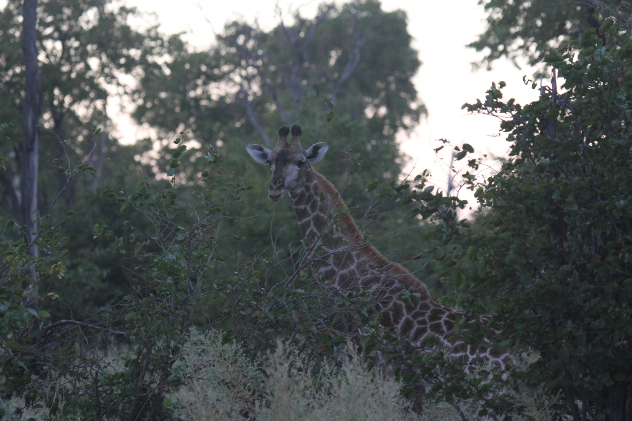 [20547] 2016_06_29_00_56_09_Africa_Canon_EOS_40D_IMG__03322.jpg