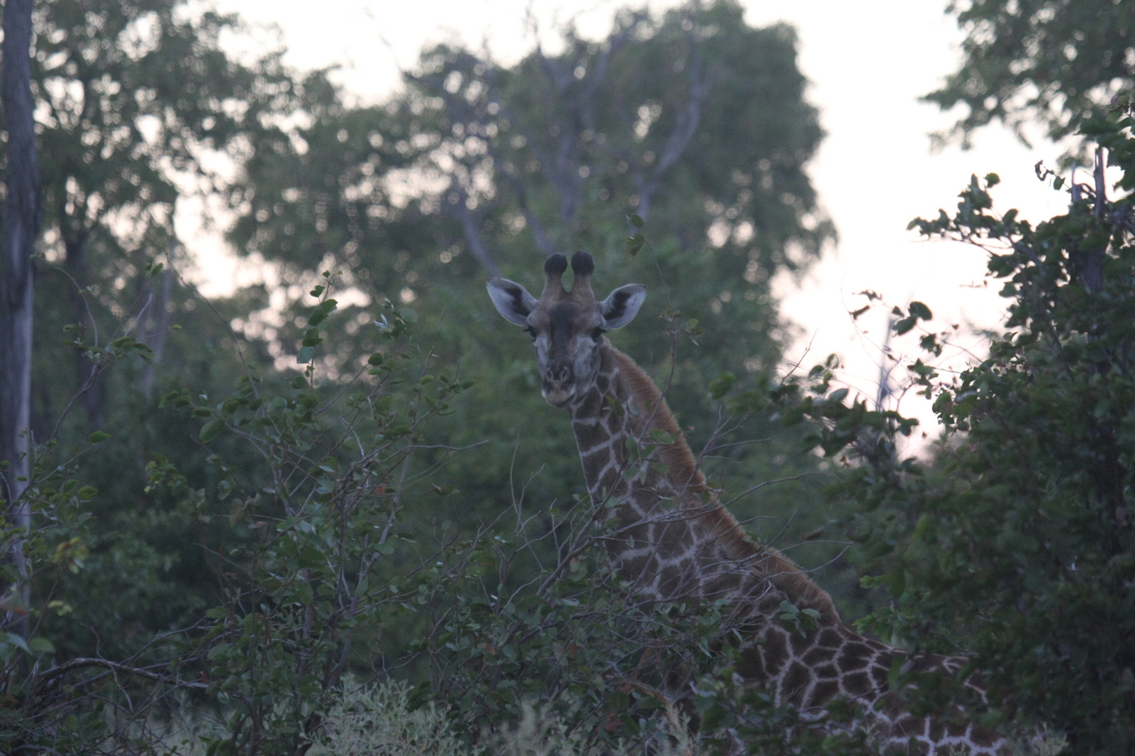 [20560] 2016_06_29_00_56_12_Africa_Canon_EOS_40D_IMG__03367.jpg