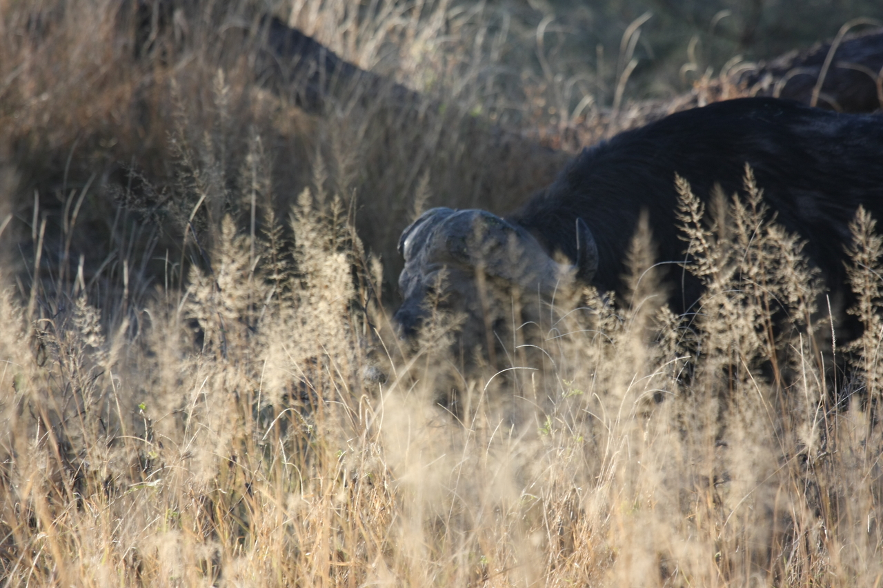 [20587] 2016_06_29_02_02_11_Africa_Canon_EOS_40D_IMG__03467.jpg