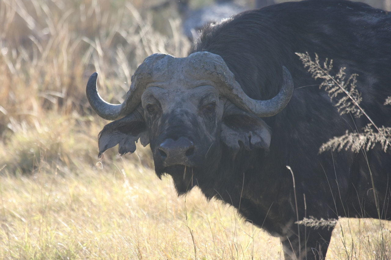 [20598] 2016_06_29_02_04_03_Africa_Canon_EOS_40D_IMG__10947.jpg