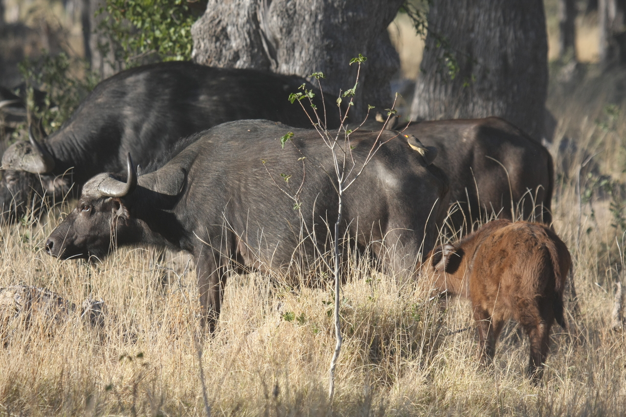 [20606] 2016_06_29_02_16_10_Africa_Canon_EOS_40D_IMG__00302.jpg