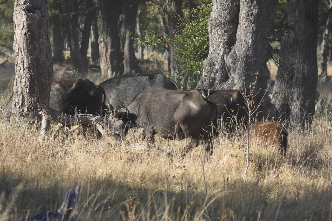 [20611] 2016_06_29_02_16_14_Africa_Canon_EOS_40D_IMG__03555.jpg