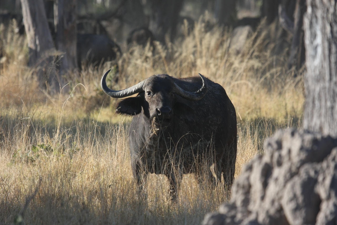 [20615] 2016_06_29_02_16_20_Africa_Canon_EOS_40D_IMG__00336.jpg